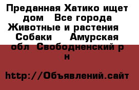 Преданная Хатико ищет дом - Все города Животные и растения » Собаки   . Амурская обл.,Свободненский р-н